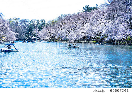 満開の桜と池のボート【色鉛筆】 満開の桜と池のボート【色鉛筆】 69607241