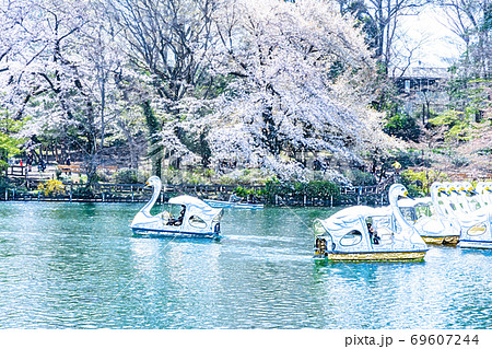 満開の桜と池のボート【色鉛筆】 満開の桜と池のボート【色鉛筆】 69607244