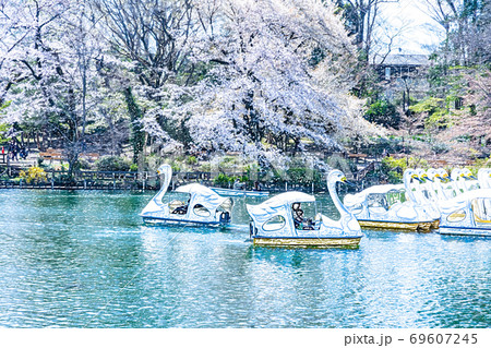 満開の桜と池のボート【色鉛筆】 満開の桜と池のボート【色鉛筆】 69607245