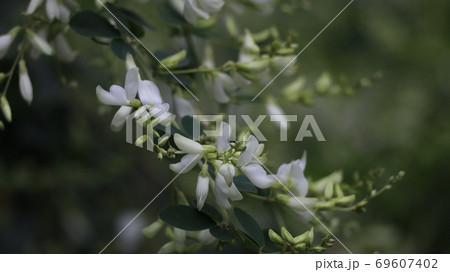白花萩 白花萩 69607402