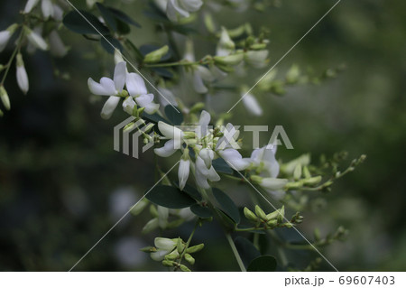白花萩 白花萩 69607403