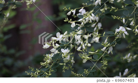 白花萩 白花萩 69607405