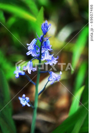 シラー ヒスパニカの花 シラー ヒスパニカの花 69607466