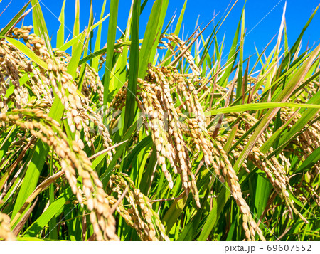 黄金色に実った稲 黄金色に実った稲 69607552