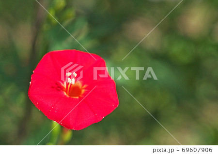 赤いハゴロモルコウソウの花 69607906