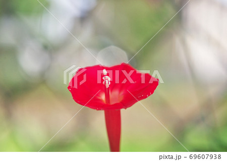 赤いハゴロモルコウソウの花 69607938