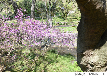 春の三渓園 69607961