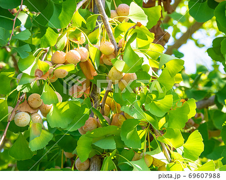 銀杏とイチョウの葉の写真素材