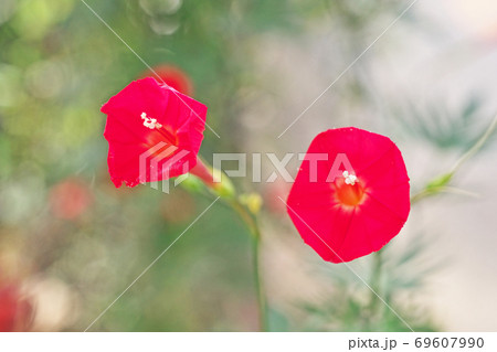 赤いハゴロモルコウソウの花 69607990