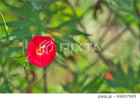 赤いハゴロモルコウソウの花 69607995