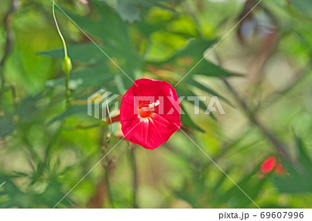 赤いハゴロモルコウソウの花 69607996