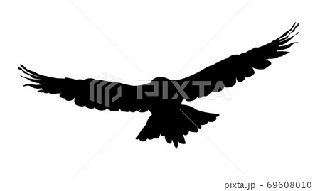 Hawk, eagle, falcon or orel black silhouette isolated on white background 69608010