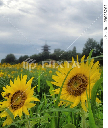 備中国分寺 69608265