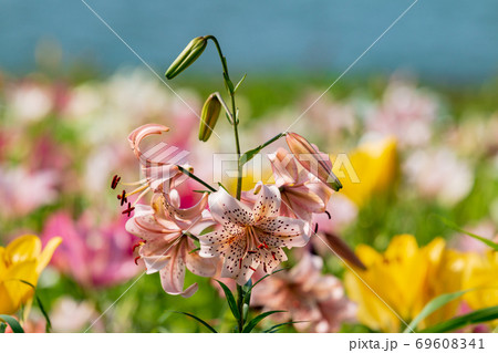 ユリの花 69608341