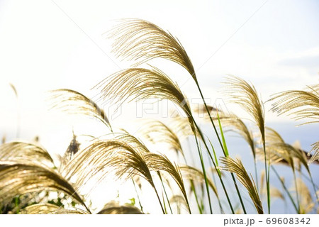 秋　夕日に照らされるススキ　4 69608342