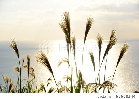 秋　夕日に照らされるススキ　5   69608344