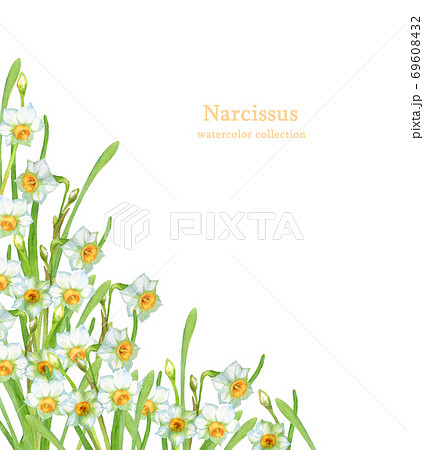 水仙の水彩イラストのイラスト素材