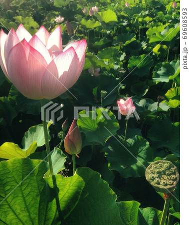 ヤマサの蓮の花苑 ヤマサの蓮の花苑 69608593