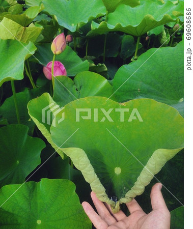 ヤマサの蓮の花苑のハート型蓮 ヤマサの蓮の花苑のハート型蓮 69608686