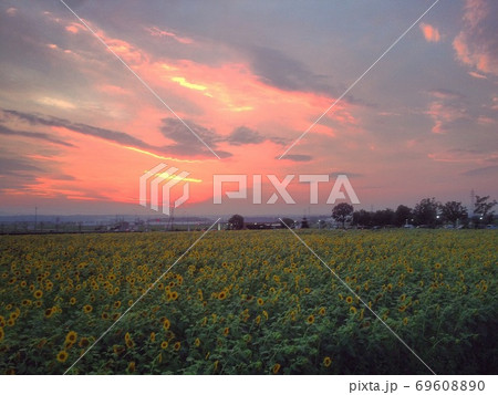 小野市立ひまわりの丘公園 69608890