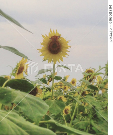 小野市立ひまわりの丘公園 69608894