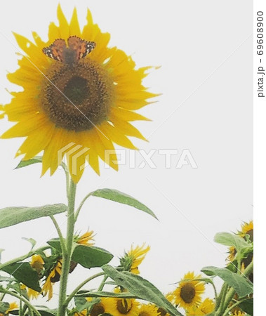 小野市立ひまわりの丘公園 69608900