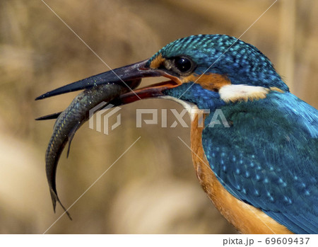 捕まえた小魚をくわえるカワセミ 69609437