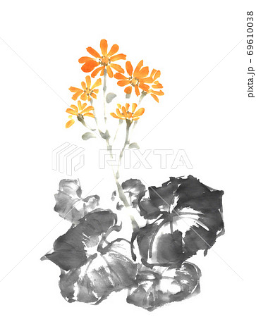 ツワブキ 69610038