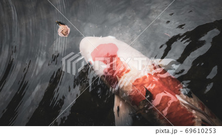 【日本庭園】赤色の錦鯉が池の中で泳ぐ様子 69610253