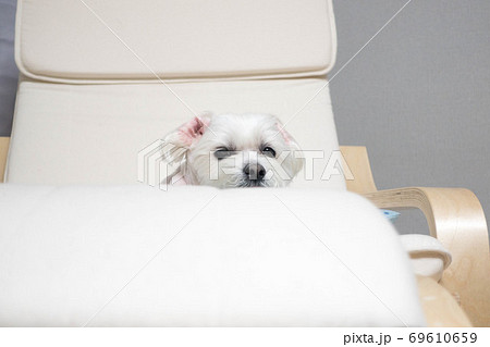 椅子 いす 犬 69610659