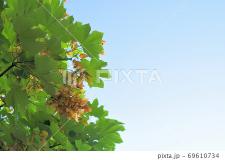 実が熟したアオギリ 実が熟したアオギリ 69610734