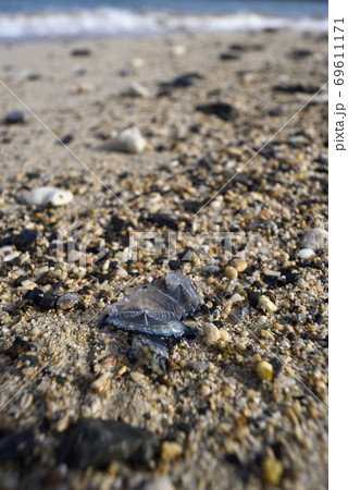 奄美大島の海岸に漂着するカツオノカンムリの写真素材