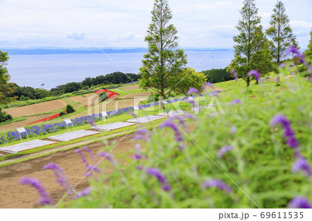 あわじ花さじき　初秋の花々 69611535