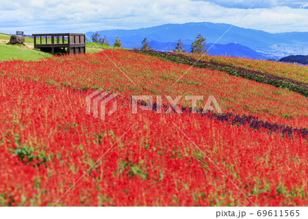 あわじ花さじき 初秋の花々 あわじ花さじき 初秋の花々 69611565
