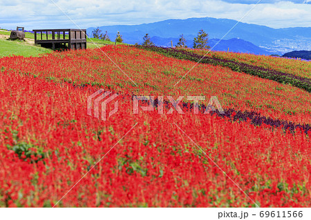 あわじ花さじき　初秋の花々 69611566