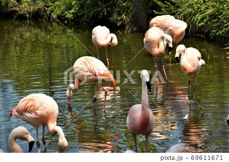 チリーフラミンゴのピンクの群～「日立市かみね動物園」の素敵な動物大集合 69611671