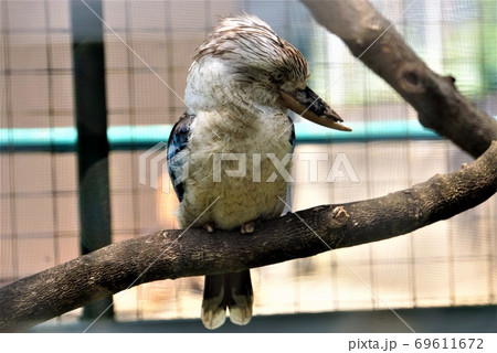 オールバックがちょっと強面 アオバネワライカワセミ 日立市かみね動物園 の素敵な動物大集合の写真素材