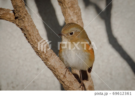 愛らしく舞う冬鳥ー瑠璃鶲 愛らしく舞う冬鳥ー瑠璃鶲 69612361