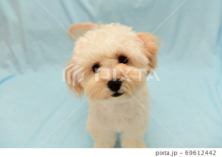 マルプー 69612442