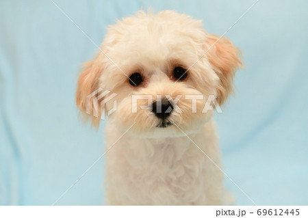 マルプー マルプー 69612445