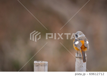 愛らしい仕草の冬鳥ージョウビタキ 愛らしい仕草の冬鳥ージョウビタキ 69612712