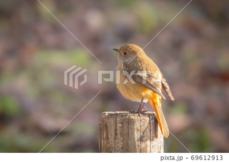 冬鳥　愛らしい仕草のジョウビタキ 69612913