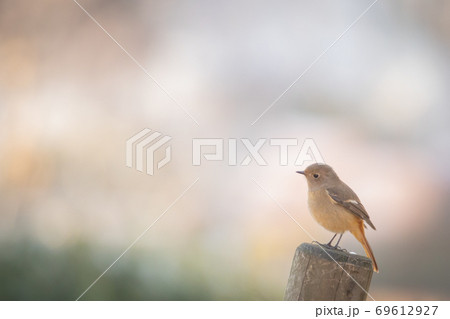 冬鳥　愛らしい仕草のジョウビタキ 69612927