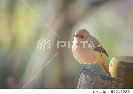 冬鳥　愛らしい仕草のジョウビタキ 69612928