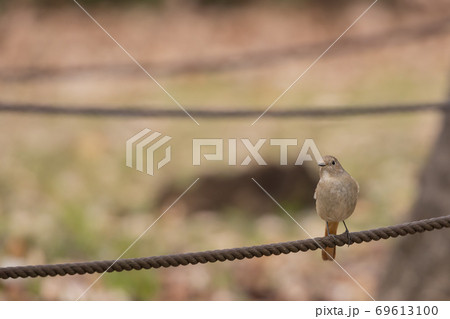 冬鳥　愛らしい仕草のジョウビタキ 69613100