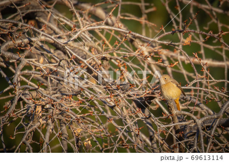 冬鳥 愛らしい仕草のジョウビタキ 冬鳥 愛らしい仕草のジョウビタキ 69613114