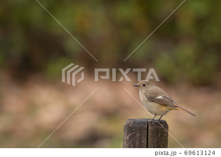 冬鳥 愛らしい仕草のジョウビタキ 冬鳥 愛らしい仕草のジョウビタキ 69613124
