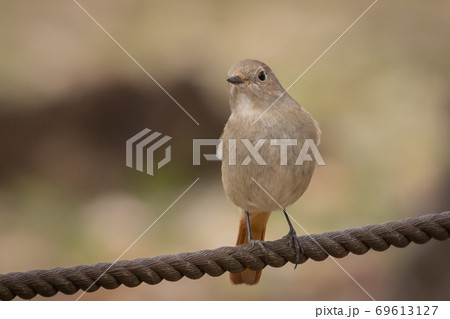 冬鳥 愛らしい仕草のジョウビタキ 冬鳥 愛らしい仕草のジョウビタキ 69613127