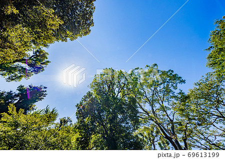新緑の木と青空 新緑の木と青空 69613199
