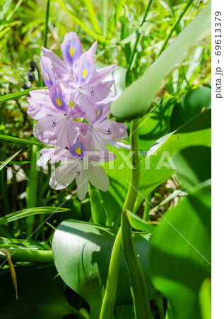 Water Hyacinth Flower (or Eichhornia Crassipes is botanical name) is Bloom in the Sunlight on Summer Season. Water Hyacinth Flower (or Eichhornia Crassipes is botanical name) is Bloom in the Sunlight on Summer Season. 69613379